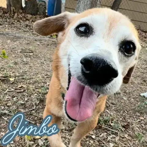 Jimbo photo 5