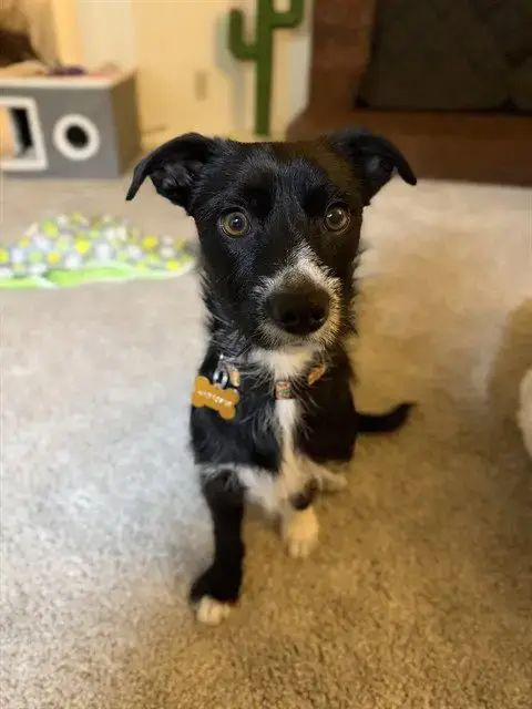 Mac