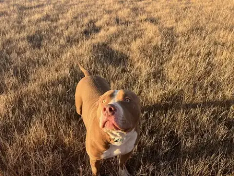 Xl Bully/Red Nose Mix