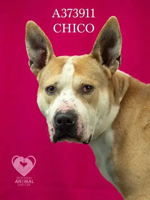 Chico