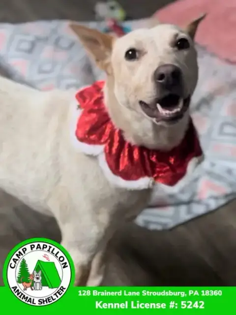 Elsa