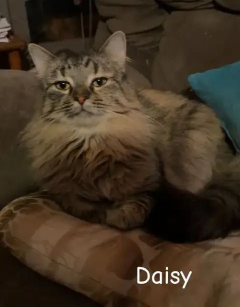 Daisy