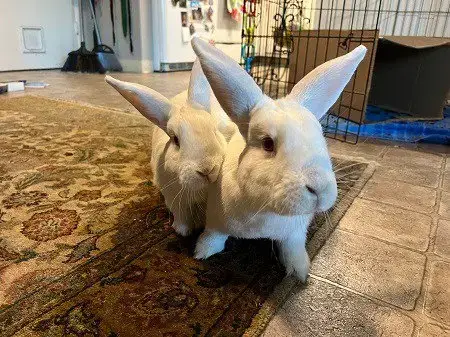 Moki & Darby photo 3