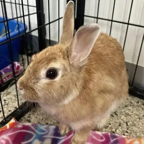 Ostara