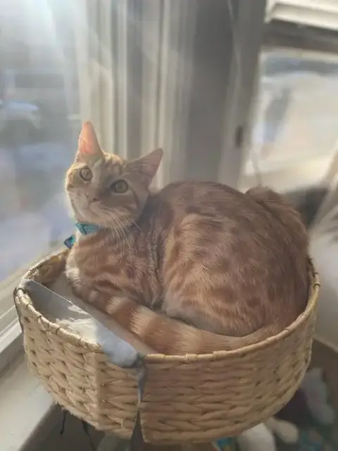 Fig photo 2
