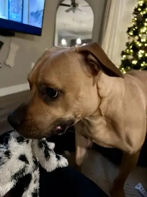 Kona photo 3