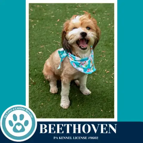 Beethoven photo 2
