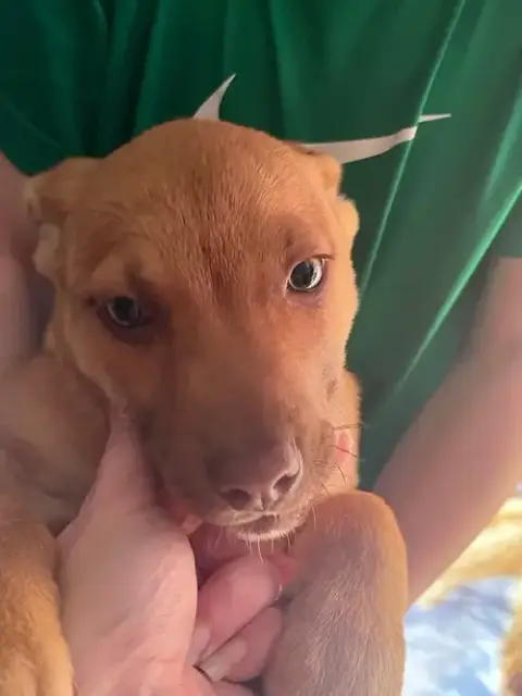 Penny'S Puppies Females Tn photo 2