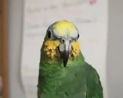 Gizmo