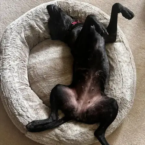 Sasha photo 2