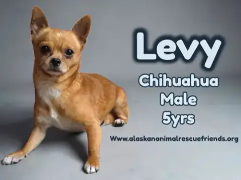Levi