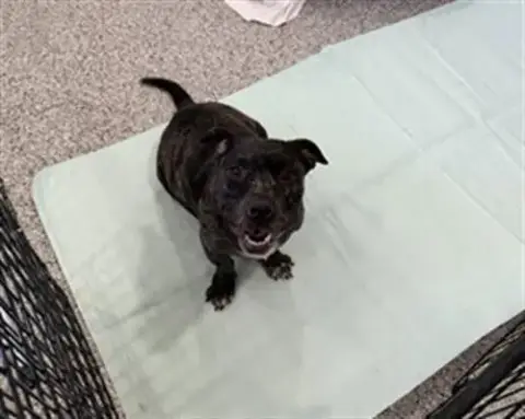 Ellie