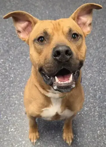 Bubba