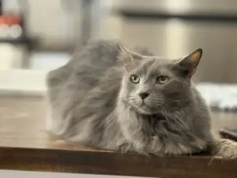 Jasper photo 2