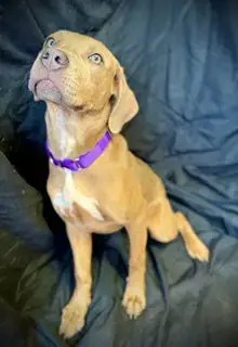 Love Bug- Puppy #3