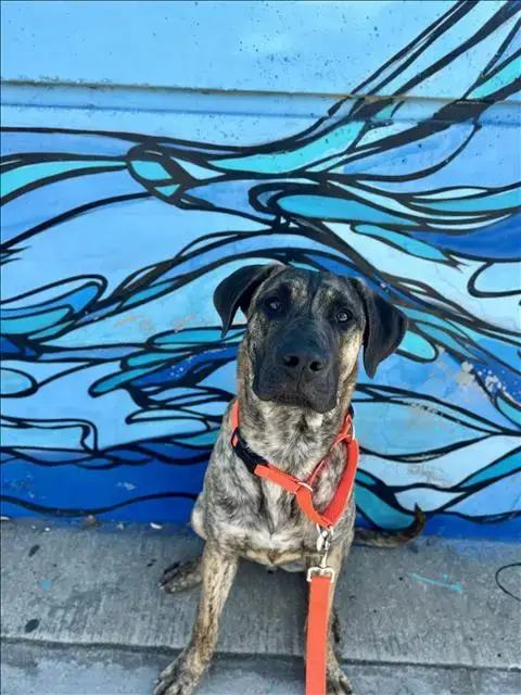 Adopter Otis
