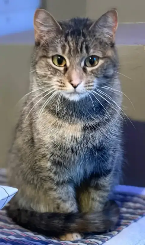 Chessie