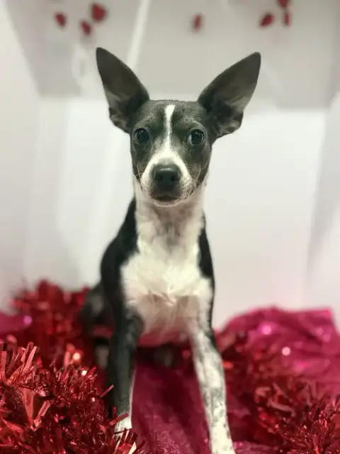 Angel Rat Terrier photo 4