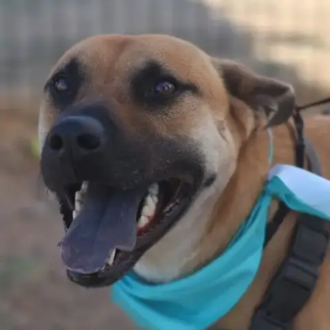 Tank