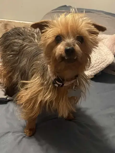 Tilly photo 4