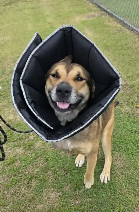 Buddy