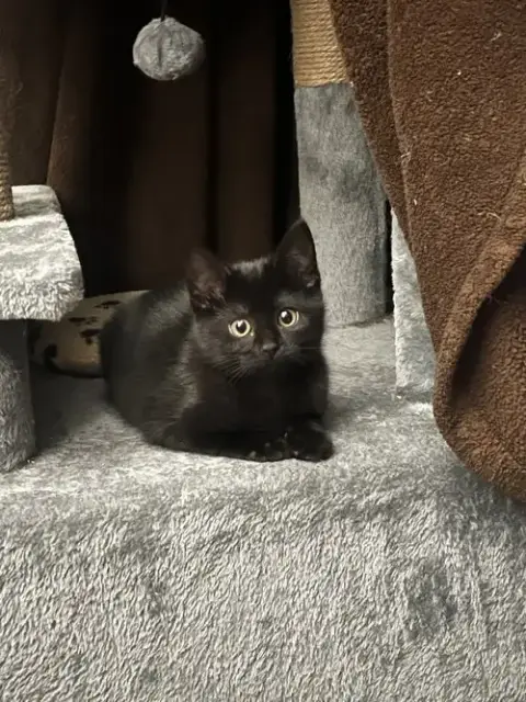 Toothless photo 3