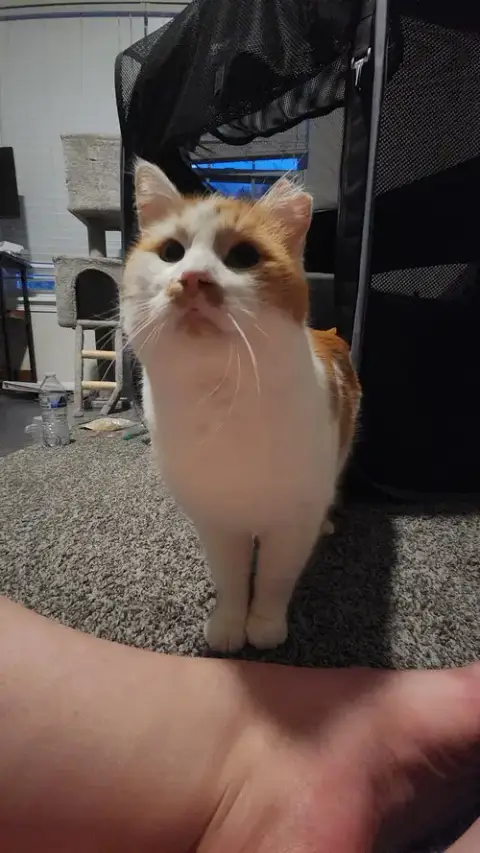 Bombur