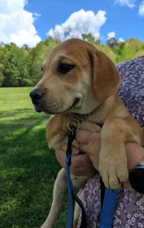 Bonnie