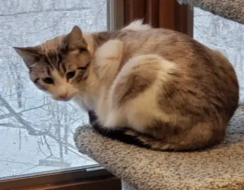 Purrscilla photo 2