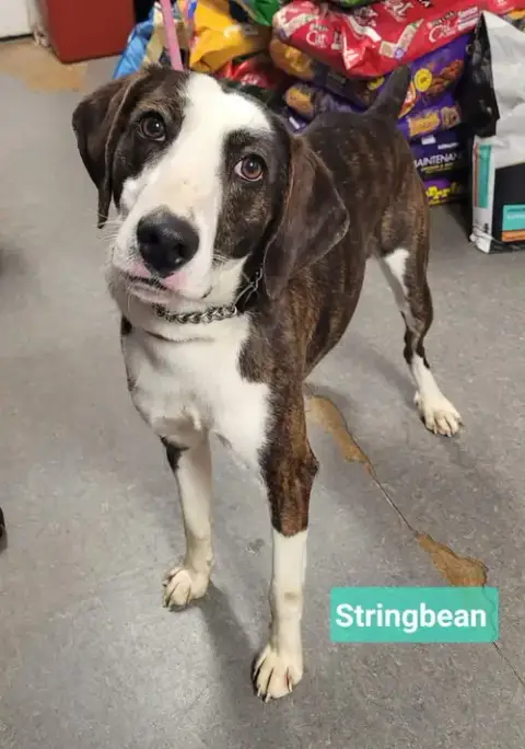 Stringbean