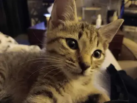 Tuna Turner