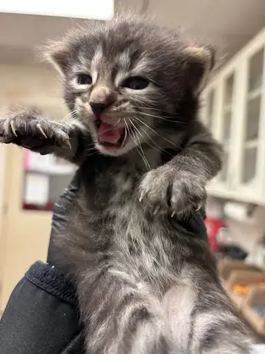 *Birdie
