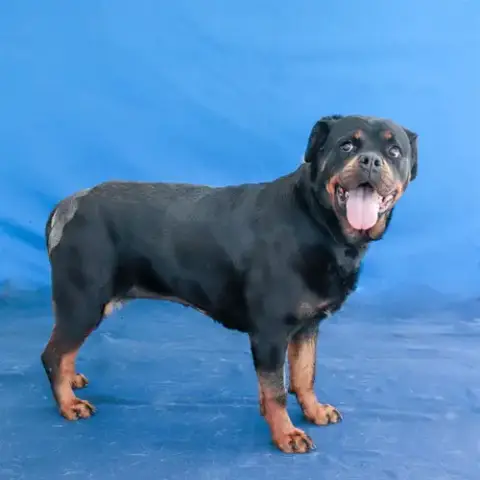 Roxy