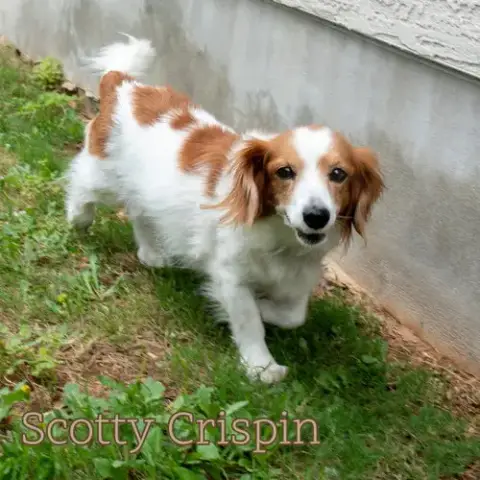 Scotty Crispin photo 5