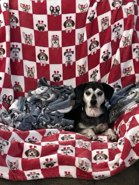 Trixie photo 2