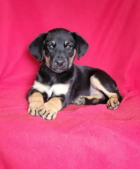 Sawyer