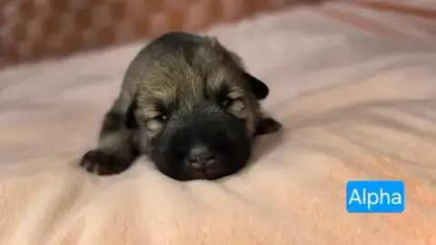 Alpha