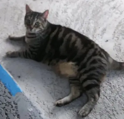 Mama Kitty photo 3