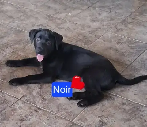 Noir