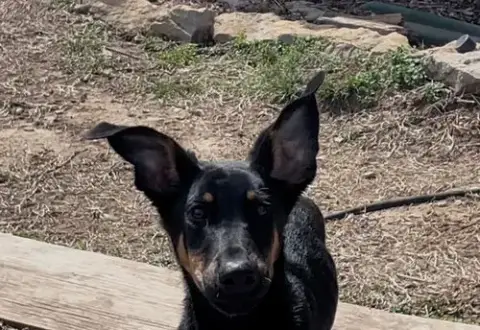 Griffin photo 4