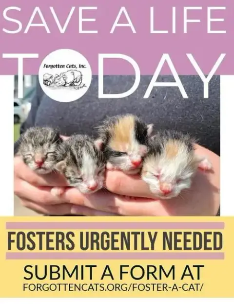 Kitten Fosters Needed!