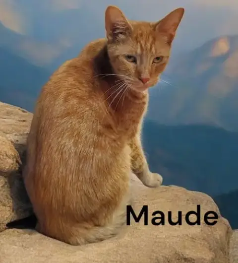 Maude photo 5