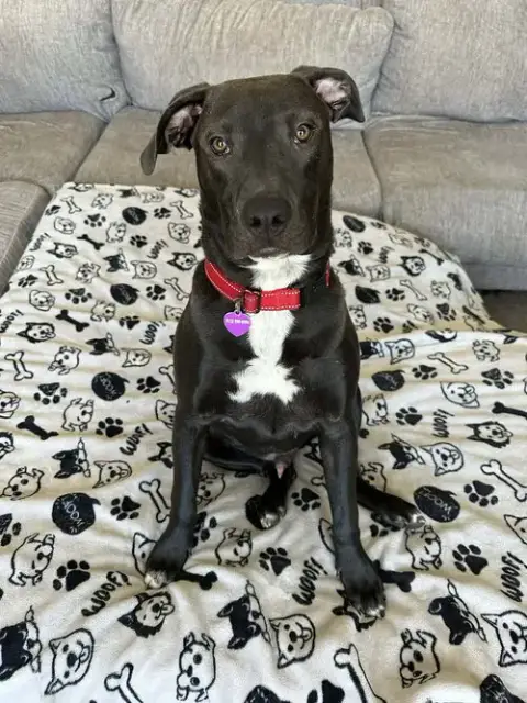 Dutton photo 3