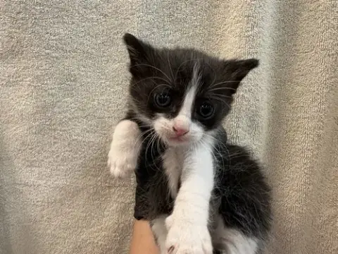 Sam