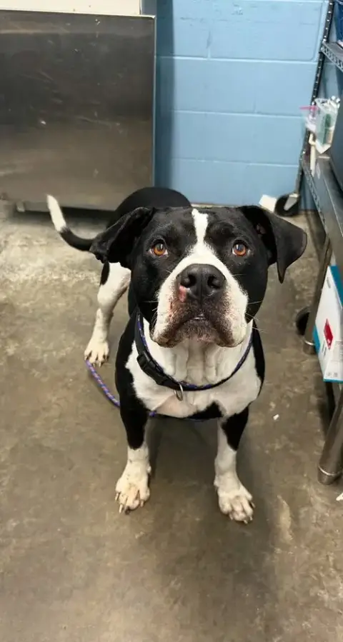 Gunner "Sampson" photo 4