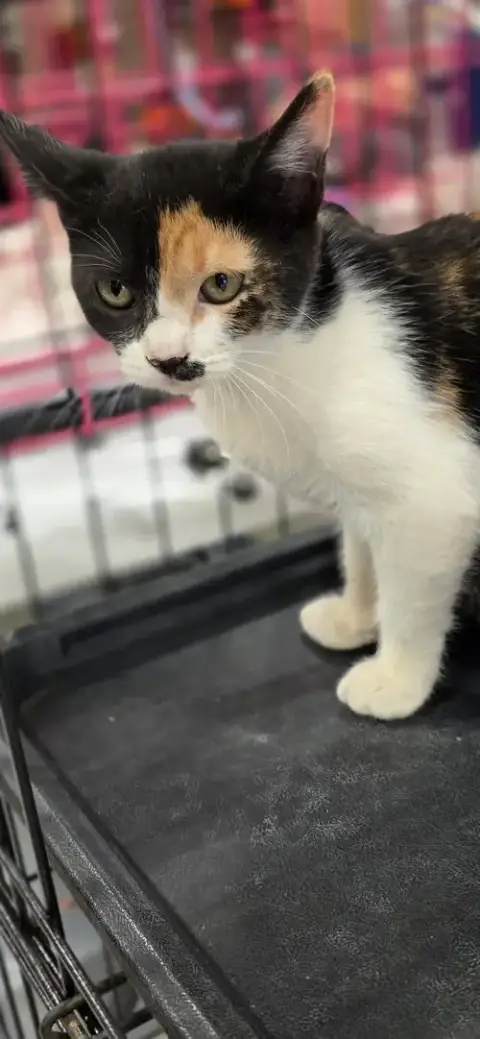 Nala photo 2