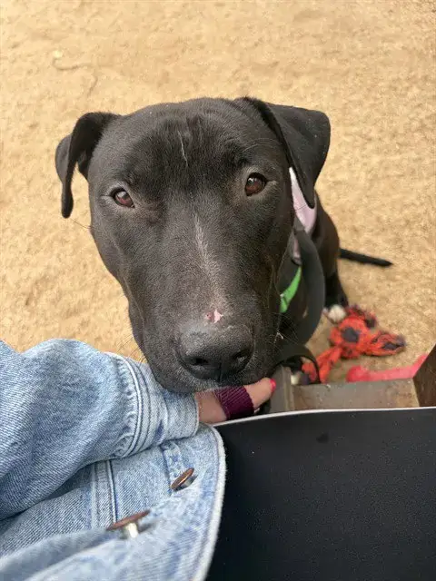 Lulu