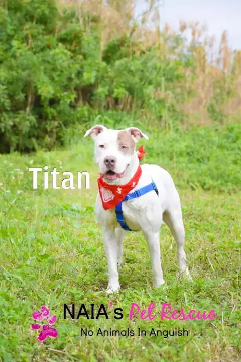 Titan photo 2