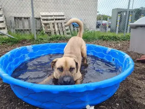 Scooby