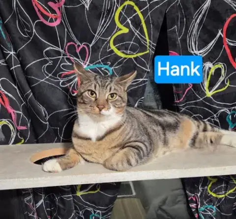 Hank photo 2